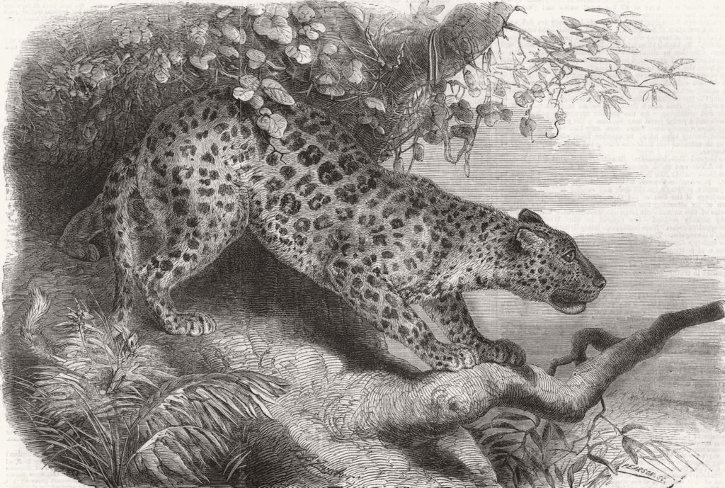 LEOPARDS. African Leopard 1860 old antique vintage print picture