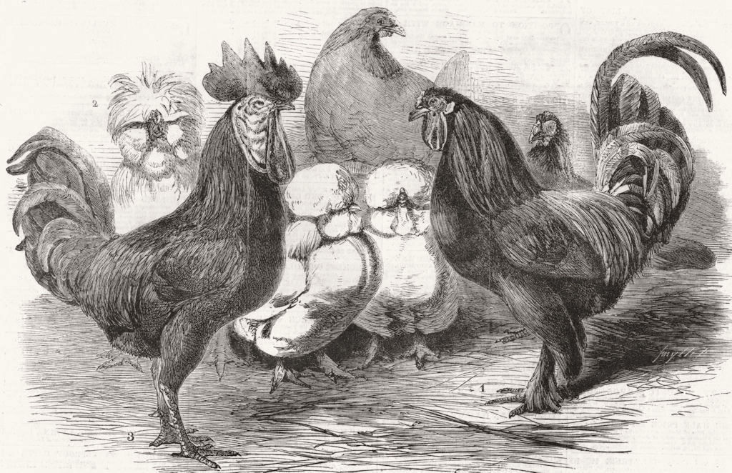 LONDON. Poultry show, Crystal Palace 1860 old antique vintage print picture