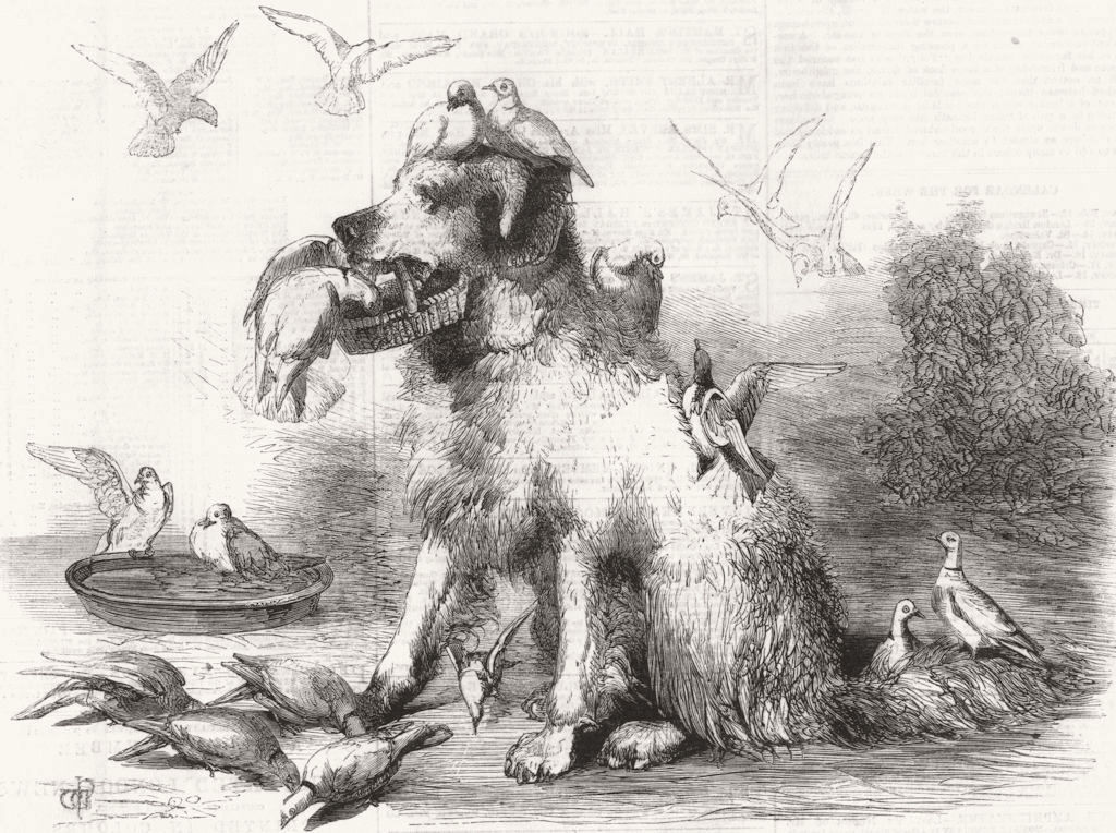 DOGS. Folly and her little friends 1860 old antique vintage print picture