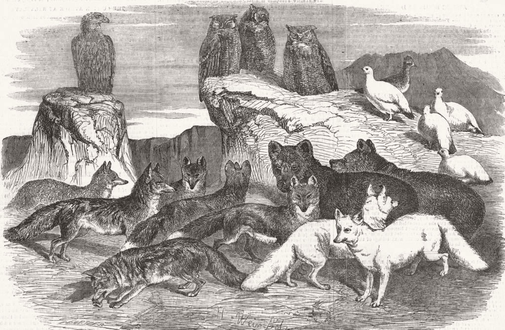 ARCTIC. Arctic foxes and birds 1854 old antique vintage print picture