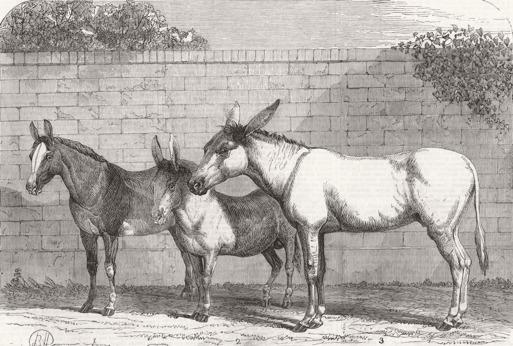 Associate Product ISLINGTON. Prize donkey, mule, show, agricultural hall 1864 old antique print