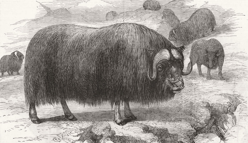 ANIMALS. Musk ox 1877 old antique vintage print picture