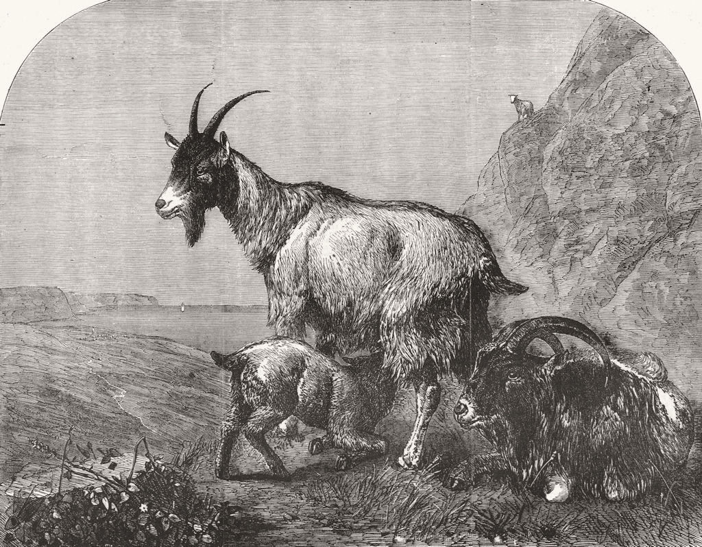 GOATS. A family group 1857 old antique vintage print picture