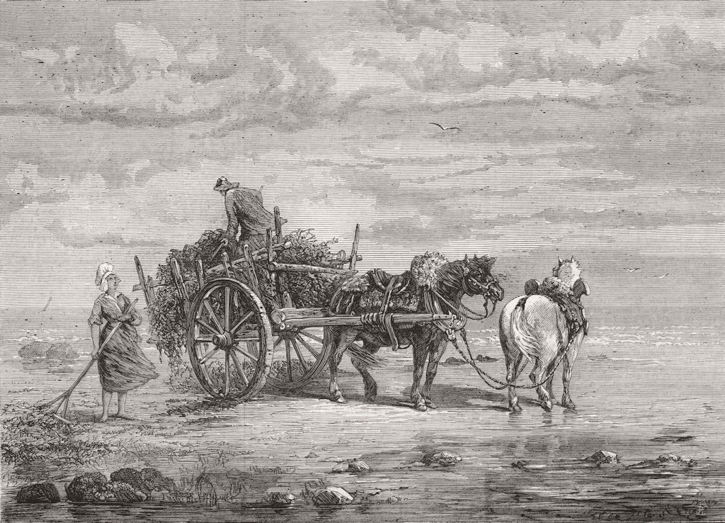 FRANCE. Carting seaweed, Normandy 1872 old antique vintage print picture