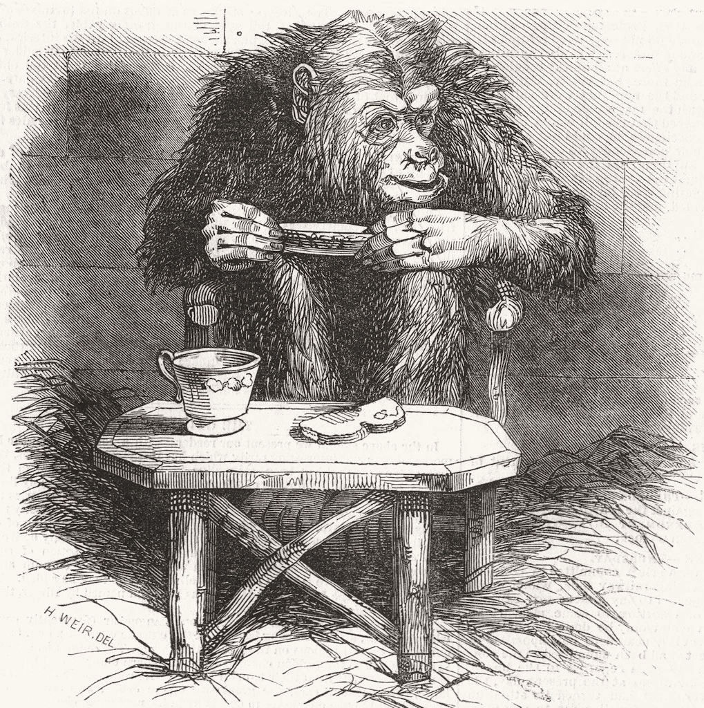 CHIMPS. Chimpanzee 1845 old antique vintage print picture