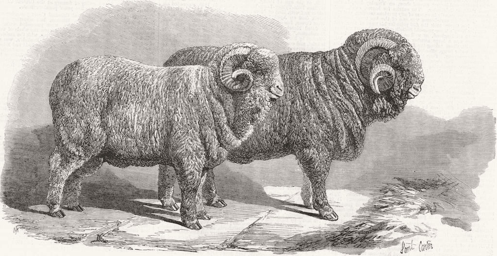 POLAND. Pure Saxon Merino Rams, exhibited, Wrocław 1869 old antique print