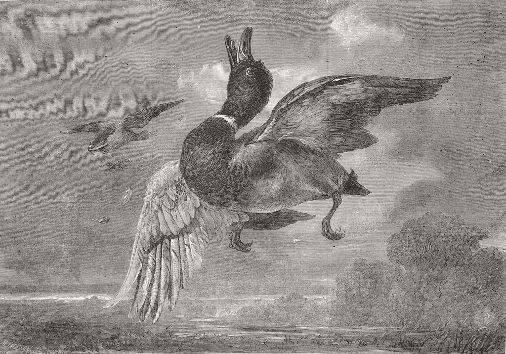 BIRDS. The stricken Mallard 1856 old antique vintage print picture