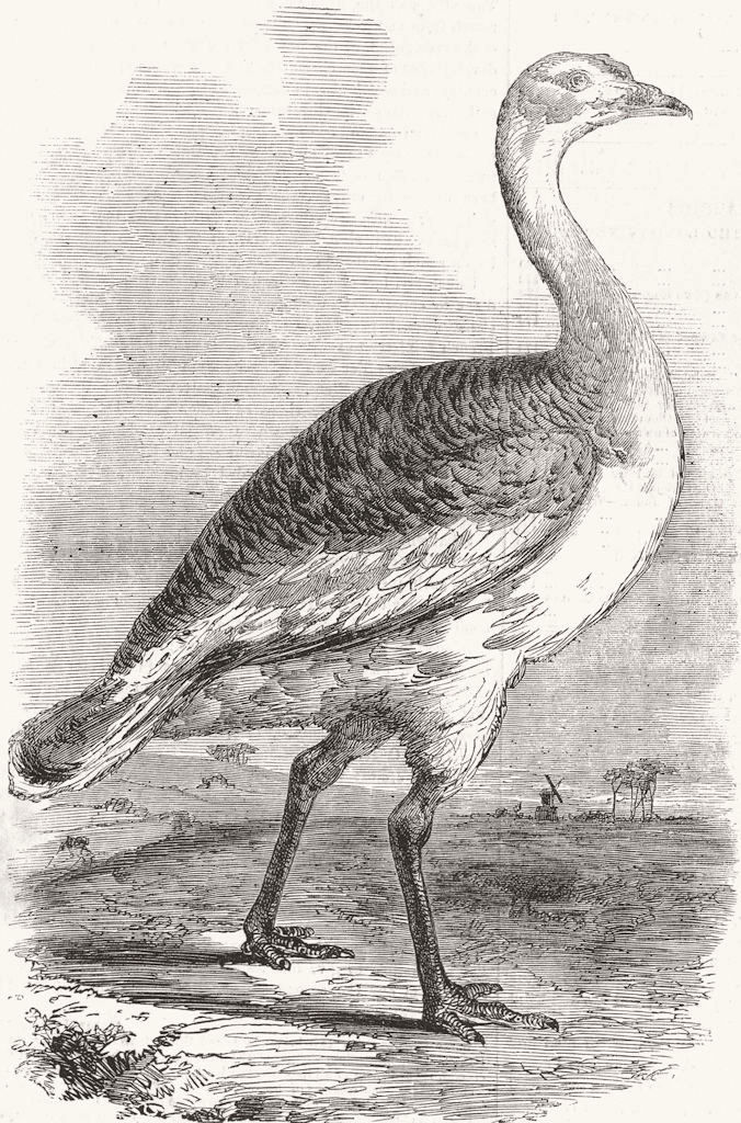Associate Product BERKS. Male bustard Hungerford  1856 old antique vintage print picture