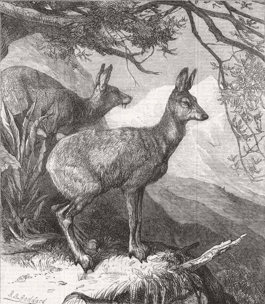 DEER. The musk deer 1869 old antique vintage print picture