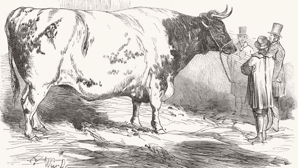LONDON. Verney's Huge short-horned ox, Smithfield 1853 old antique print