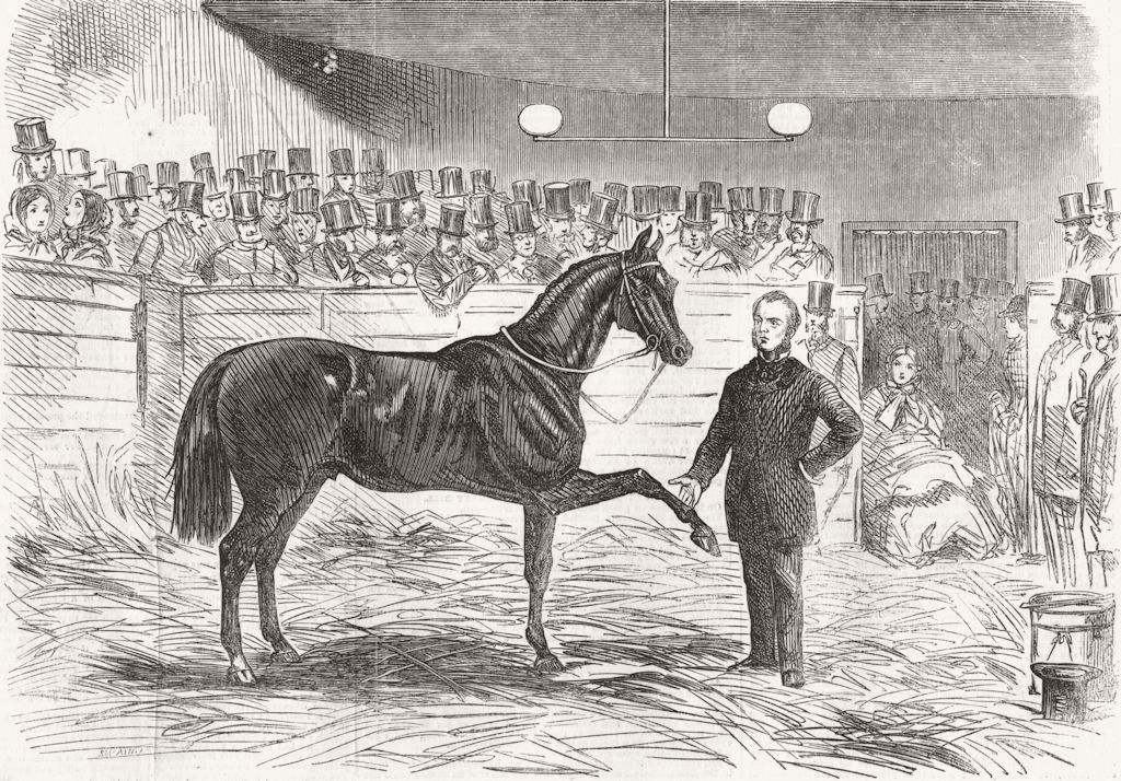 Associate Product HORSES. Cruiser after Rarey's Treatment 1858 old antique vintage print picture