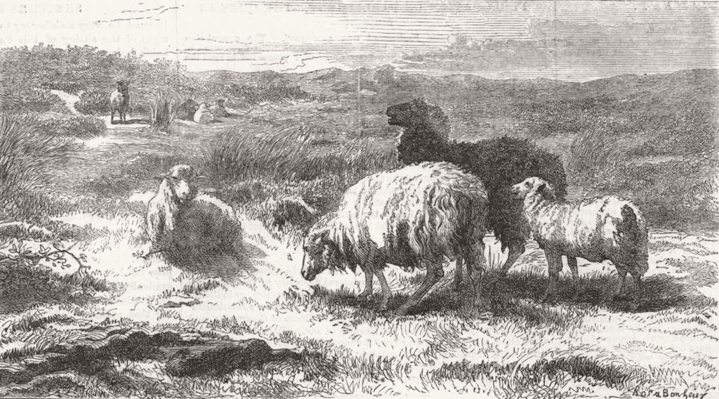 FRANCE. Sheep, landscape(Brittany) 1859 old antique vintage print picture