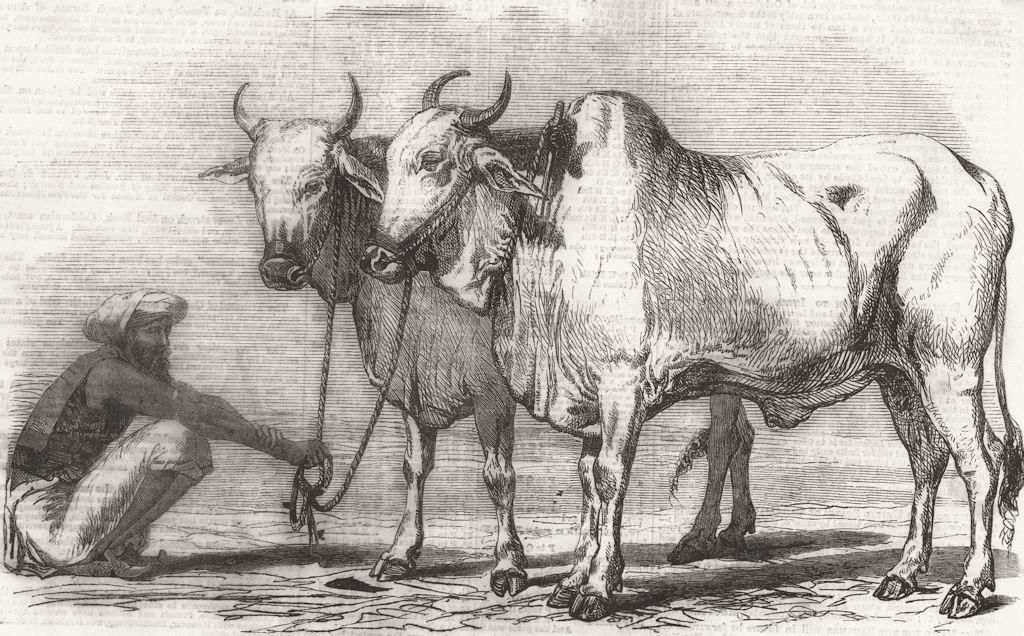 INDIA. Gujerat oxen 1859 old antique vintage print picture