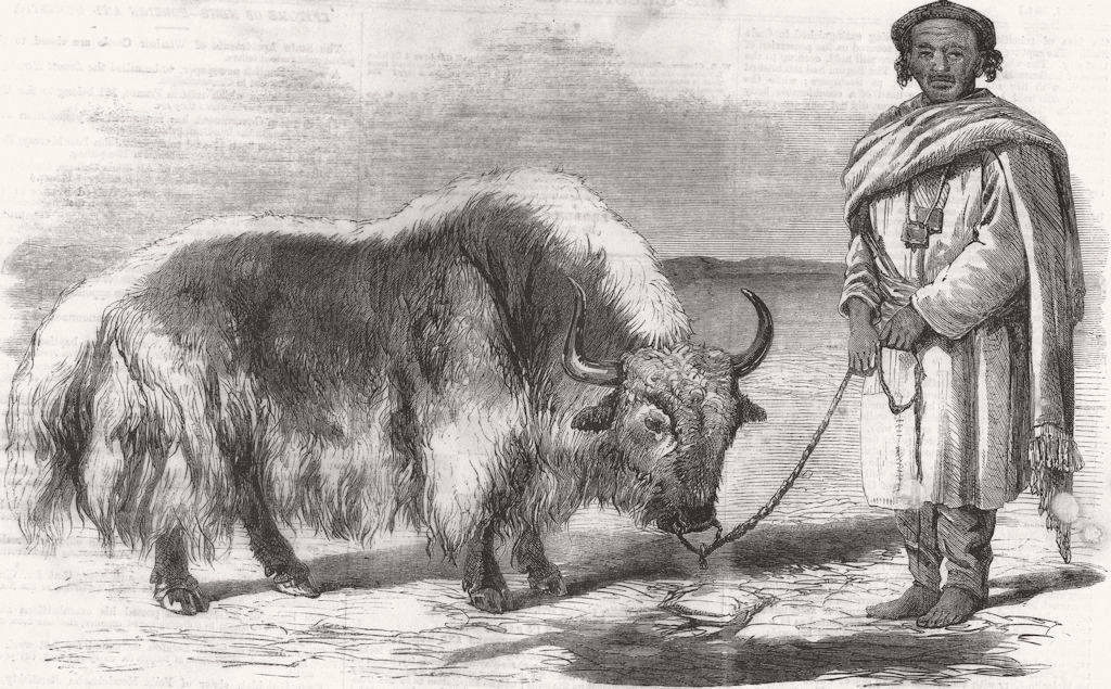 TIBET. The Yak, or Tibet ox 1859 old antique vintage print picture