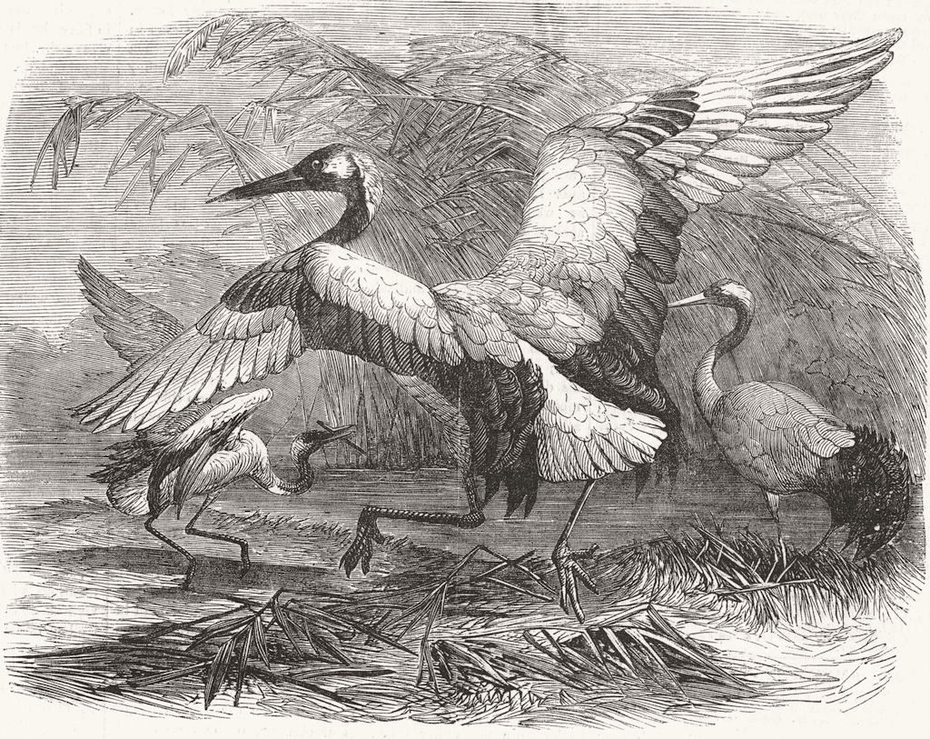 BOTANICAL. Mantchouri cranes 1857 old antique vintage print picture