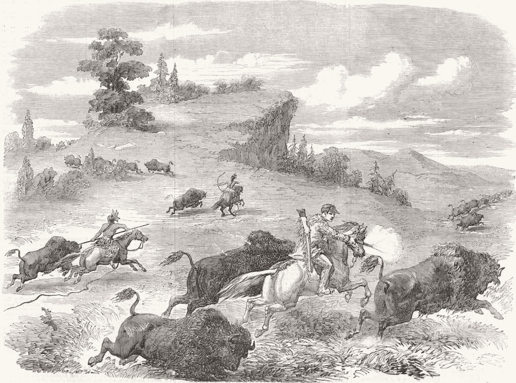 SHOOTING. Buffaloes with colt's revolving pistol 1857 old antique print