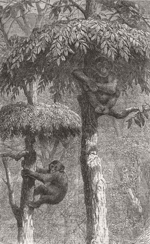 MONKEYS. Nest-building ape, his shelter 1861 old antique vintage print picture
