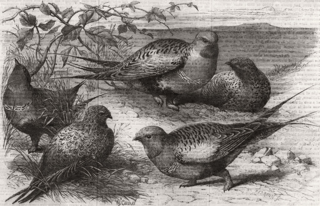 Associate Product DEVON. Pallas sand-grouse(Syrrhaptes Paradoxus) 1861 old antique print picture