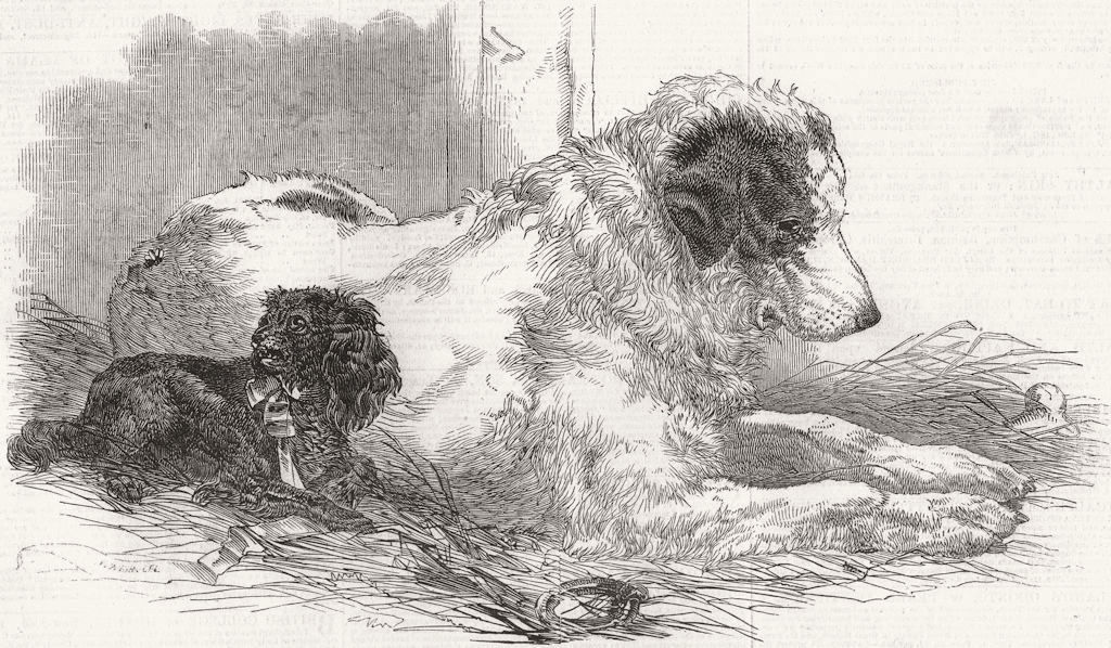 DOGS. Great St Bernard Dog 1847 old antique vintage print picture