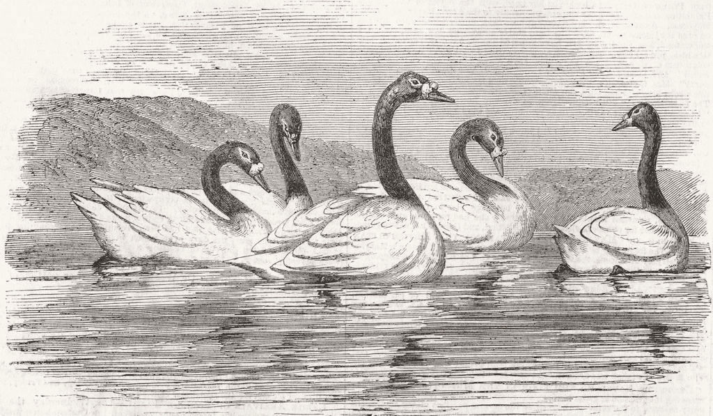 LANCS. Black-necked swans, Knowsley Aviary 1851 old antique print picture