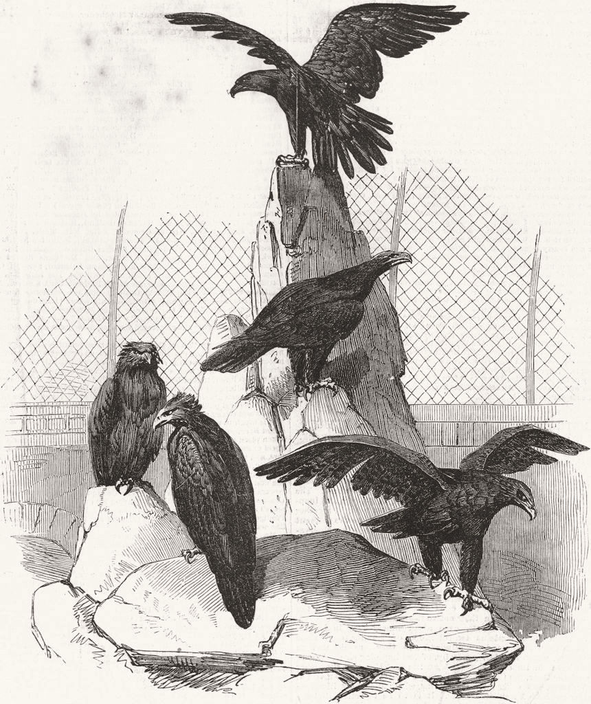 BIRDS. Australian Eagles 1851 old antique vintage print picture
