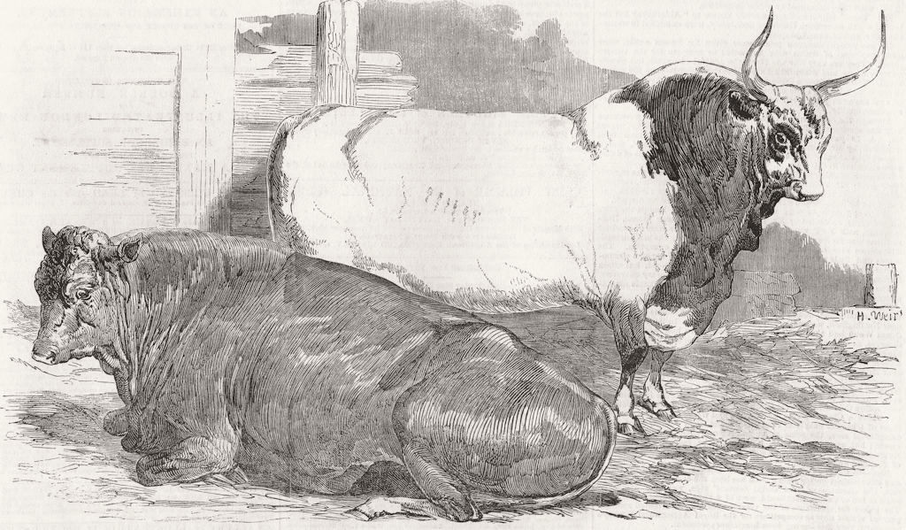 Associate Product COWS. Scotch polled--1st prize; Pure Italian Bull 1851 old antique print