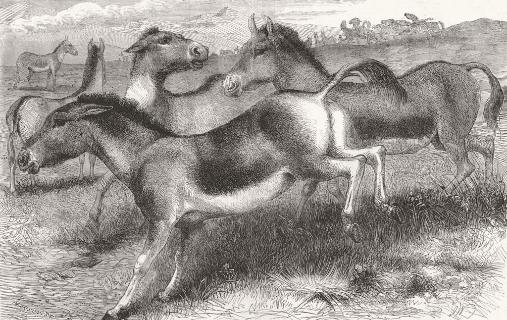 TIBET. Kiang, or horse of(Equus) 1859 old antique vintage print picture