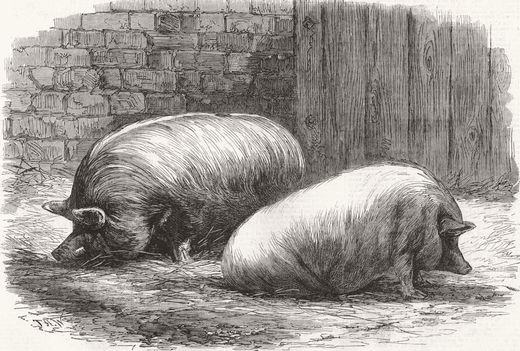 PIGS. Poissy. Prize White Yorks & Sussex pig 1862 old antique print picture