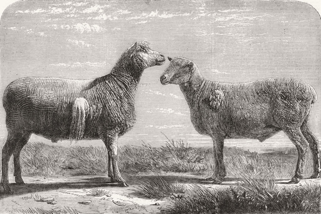 COWS. Farm show, Poissy. Cotswolds; Berrichons 1862 antique print picture