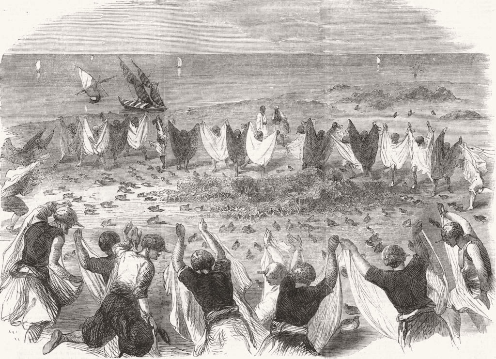 SYRIA. Quail-catching in Syria 1862 old antique vintage print picture