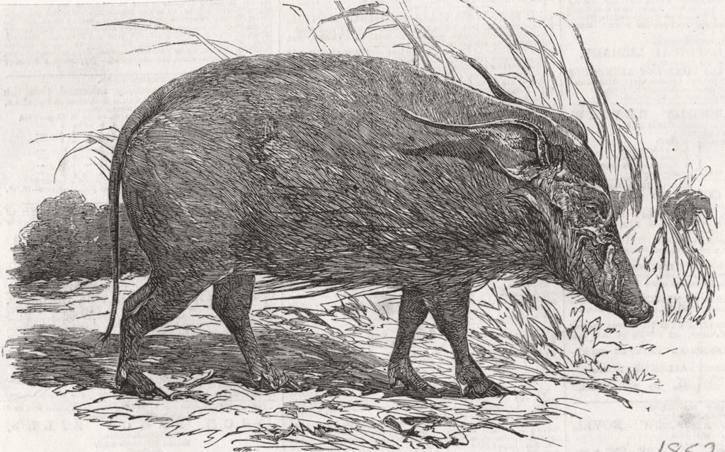 CAMEROON. Choiropotamus, or red hog of 1852 old antique vintage print picture