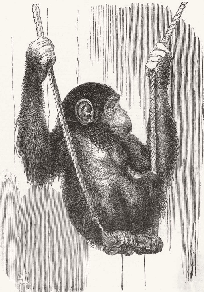 CHIMPS. Chimpanzee 1852 old antique vintage print picture