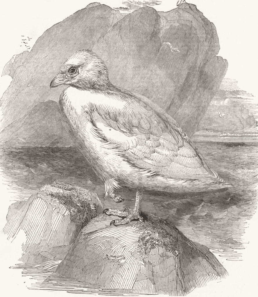 BIRDS. The Snow-bird 1852 old antique vintage print picture