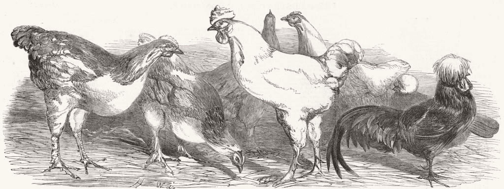 SUSSEX. Prize poultry, Royal farmers show, Lewes 1852 old antique print