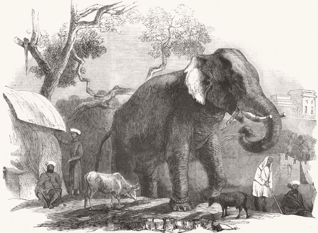 INDIA. Elephant owned by Rajah of Bharatpur 1857 old antique print picture