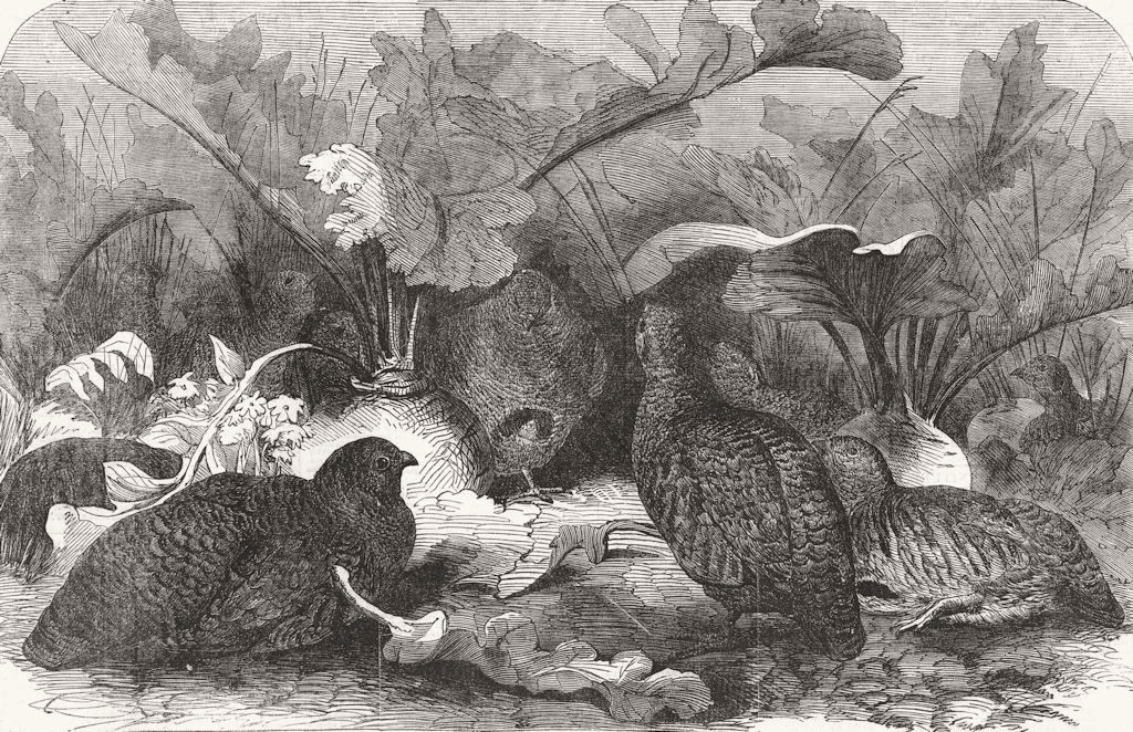 BIRDS. The Partridge covey 1857 old antique vintage print picture