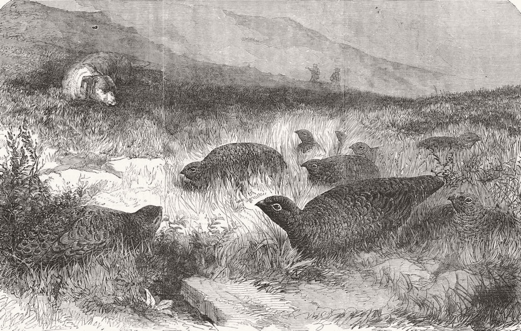 GROUSE. Grouse-shooting 1857 old antique vintage print picture