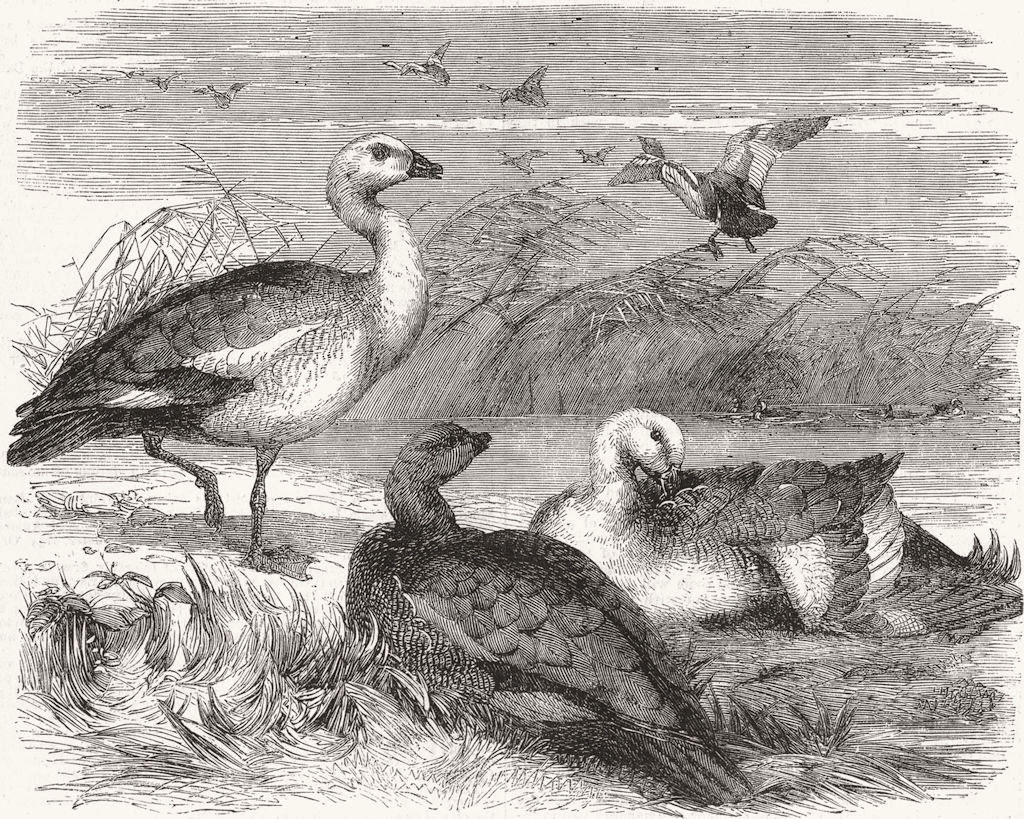 ANIMALS. Upland geese 1857 old antique vintage print picture