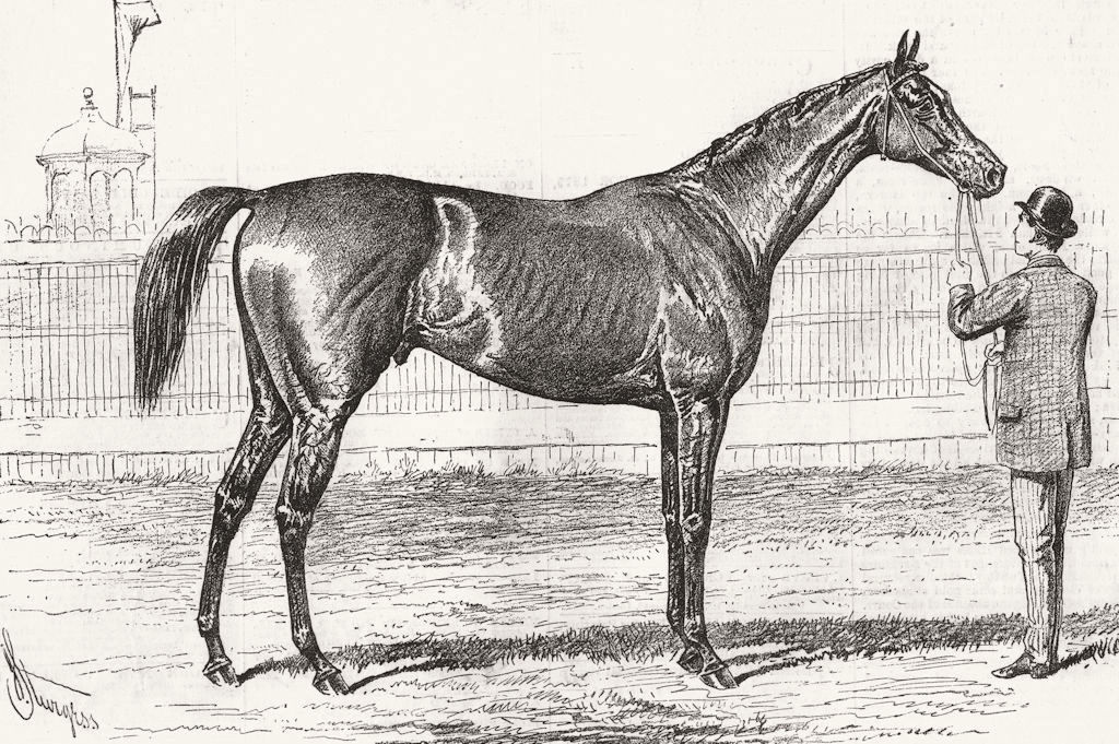 Associate Product HORSES. Jester, winner of Cesarewitch 1878 old antique vintage print picture