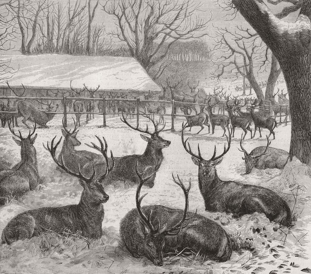 BERKS. Winter-feeding in Windsor Park 1869 old antique vintage print picture