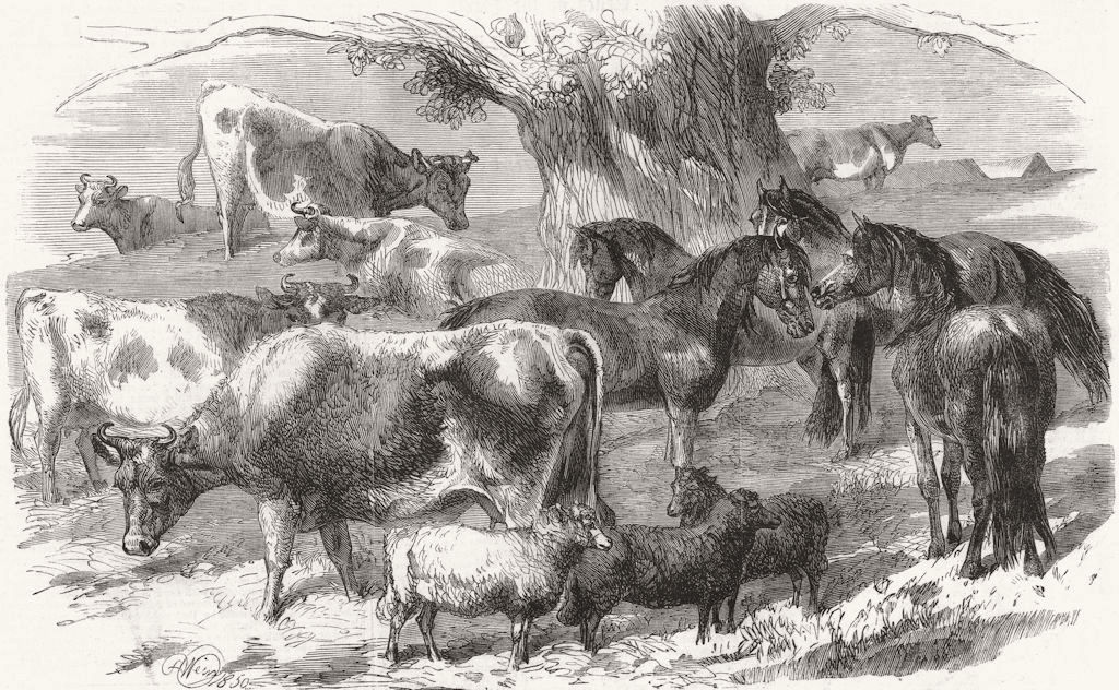 ANIMALS. Dwarf African Ponies, Bretonne cows & sheep 1860 old antique print