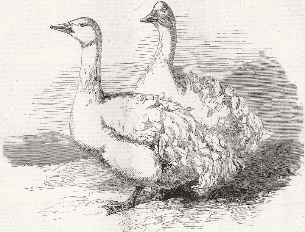SEVASTOPOL. geese, Crystal Palace poultry show 1860 old antique print picture