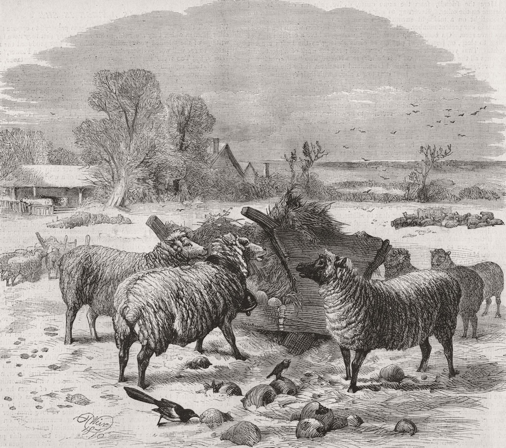 SHEEP. Sheep in winter time 1869 old antique vintage print picture