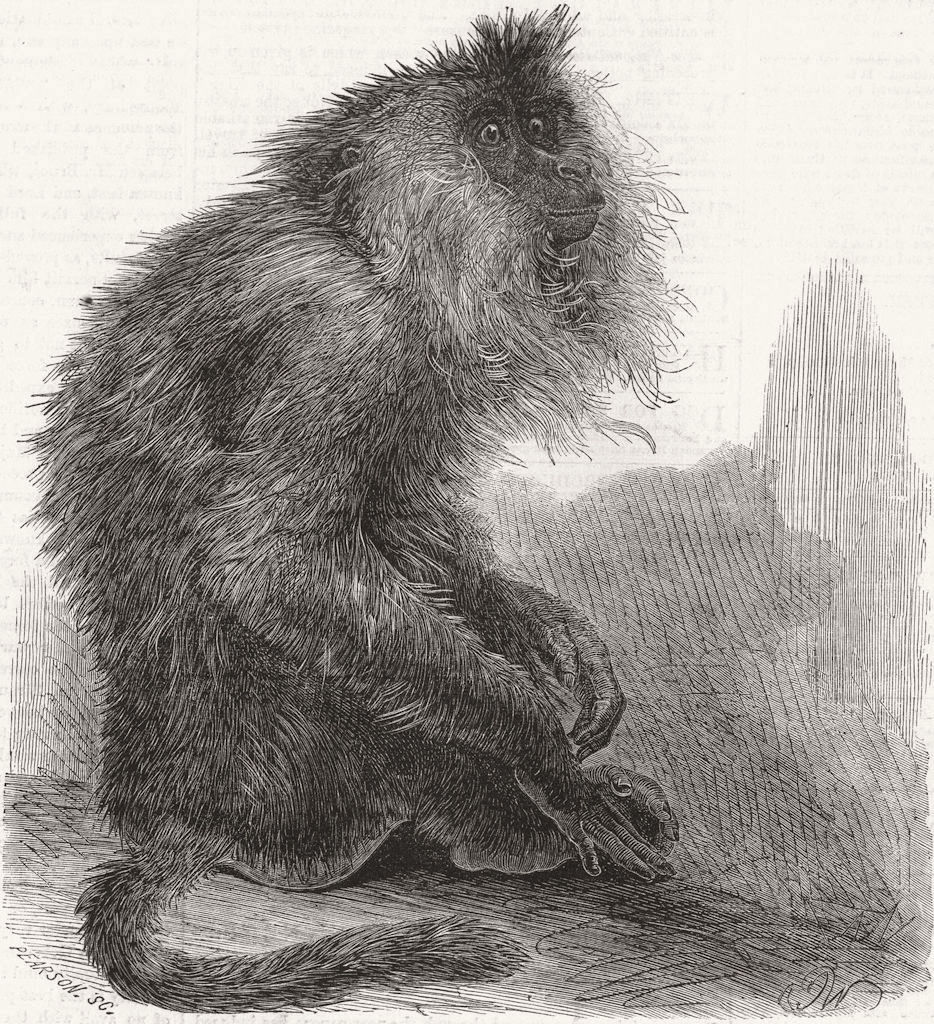 MONKEYS. Indian Wanderoo monkey(Silenus Veter) 1859 old antique print picture