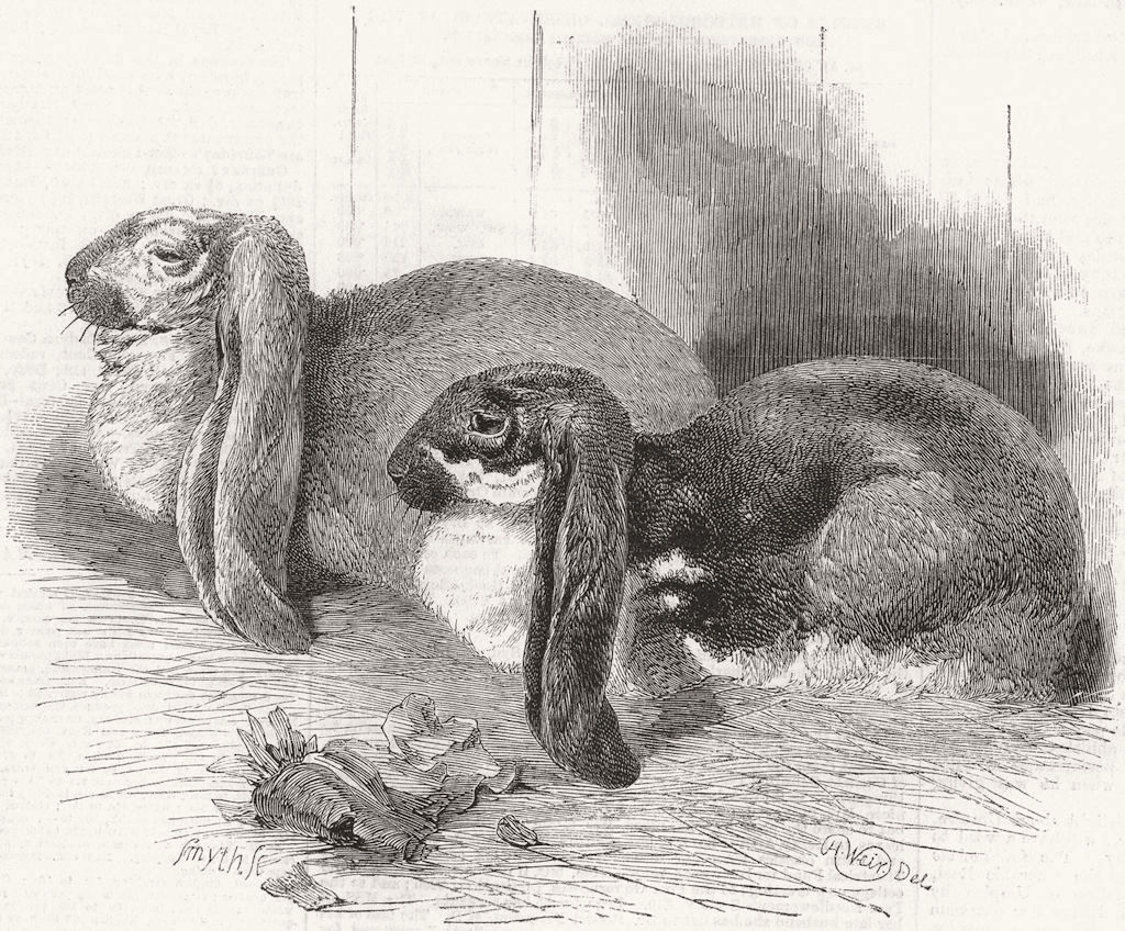 LONDON. Prize rabbits exhibited at Crystal Palace 1859 old antique print