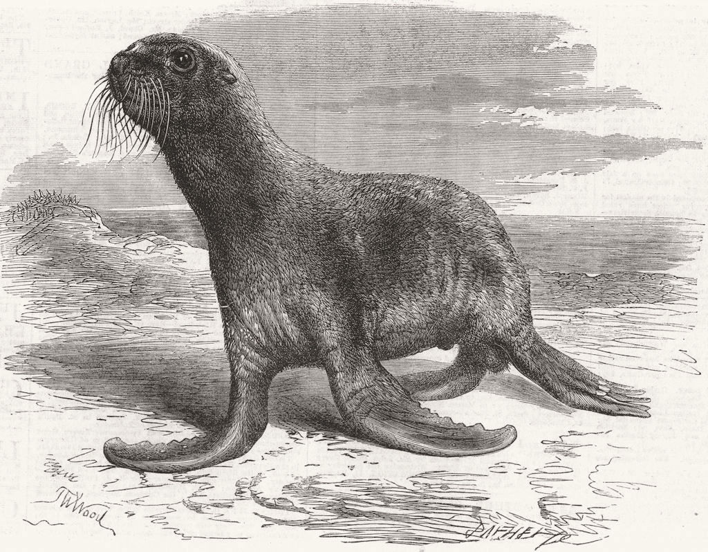 ANIMALS. Sea-bear, Cremorne Gdns 1865 old antique vintage print picture