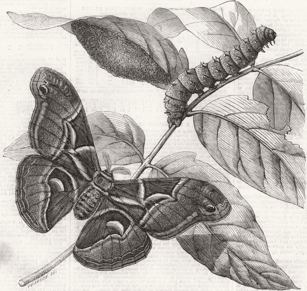 SILKWORM MOTH. (Saturnia Cynthia)Caterpillar, ocoon 1861 old antique print