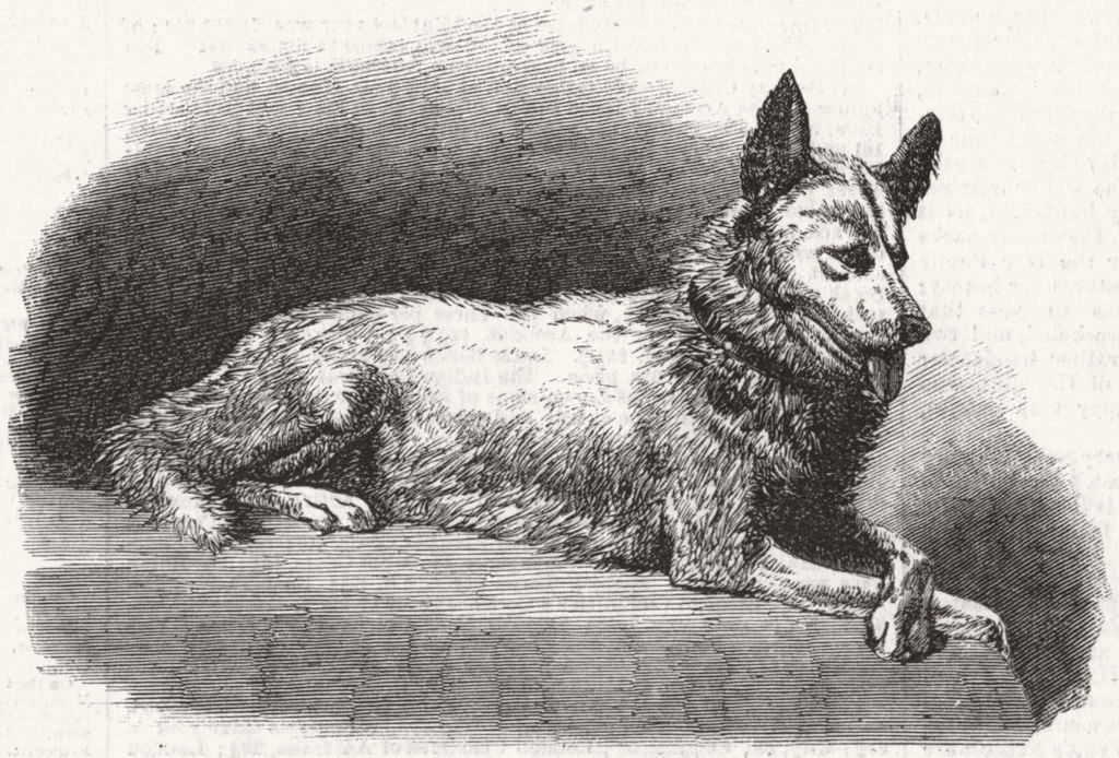 MEDICAL. Dr Kane's Esquimaux dog, Etah 1858 old antique vintage print picture
