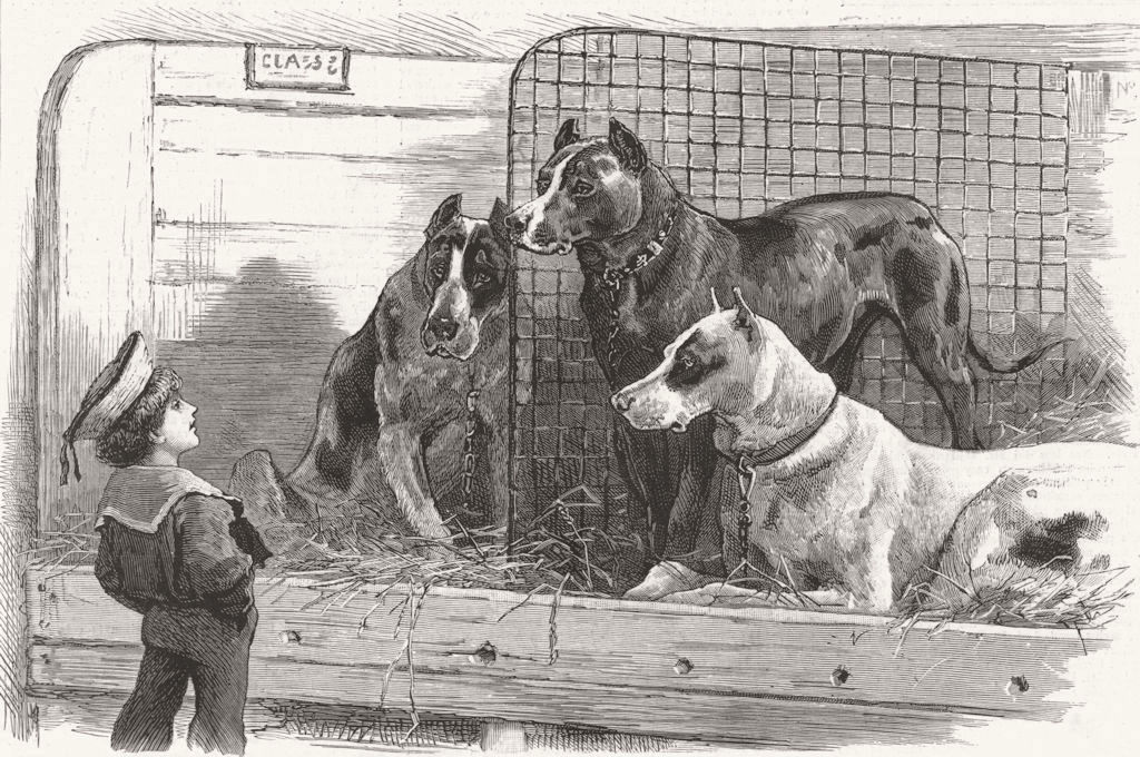 DOGS. At a dog show-big danes & little Englishman 1887 old antique print