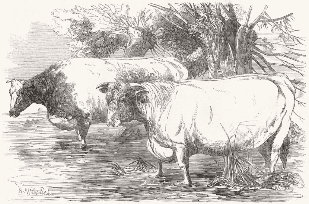 Associate Product COWS. Short-horns-prize £15 Richard Booth; - 1853 old antique print picture